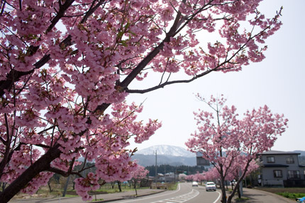 上越高田インター近くの八重桜