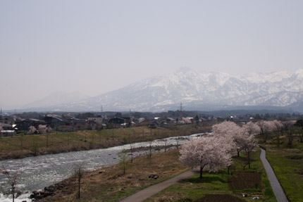 妙高山と矢代川のソメイヨシノ