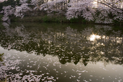 朝日に照らされた散り桜