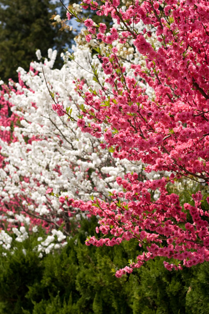 桃の花