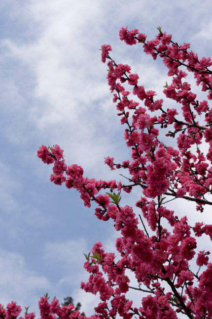 上越では、よく見かける桃の花