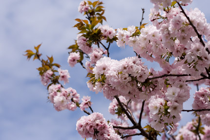 八重桜