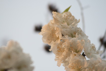 白い桃の花