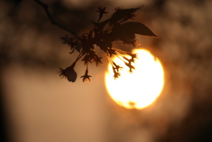 線香花火のように