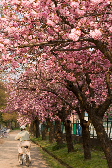 八重桜が並んでいます