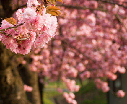 輝くような八重桜