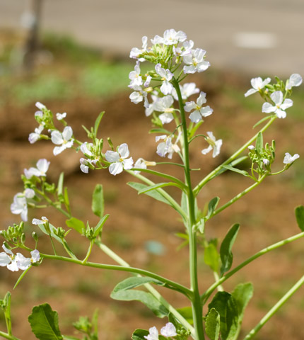 大根の花