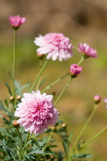 キク科の花