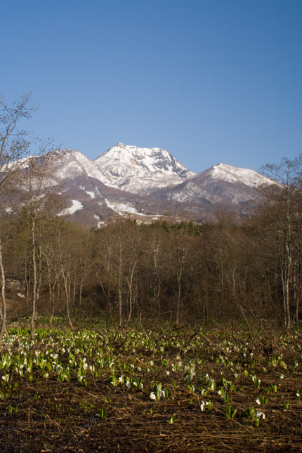 妙高山と水芭蕉