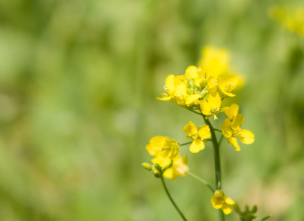 菜の花（ナノハナ）