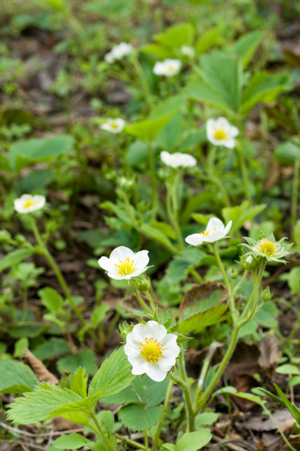 苺の花