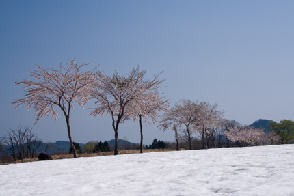 菖蒲高原の桜