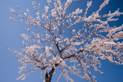 青空に輝く桜