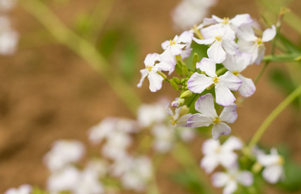 大根の花