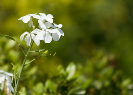 大根の花