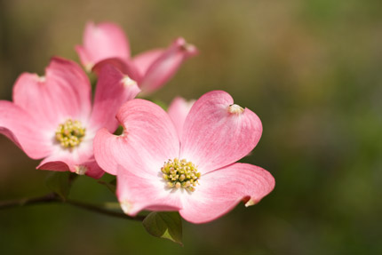 ピンクの花水木（ハナミズキ）