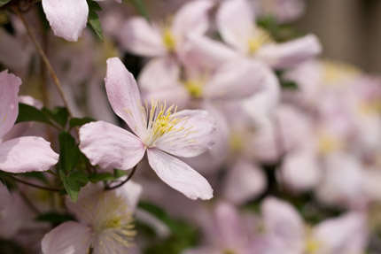 名前の分からぬ花