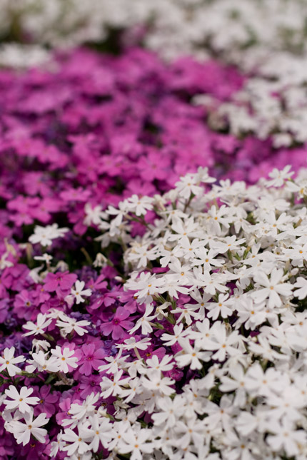 シバザクラ（芝桜）