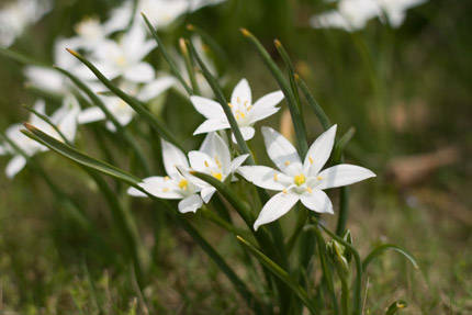 球根で咲く花