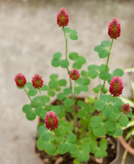 ストロベリーキャンドル（紅花詰草（ベニバナツメクサ））