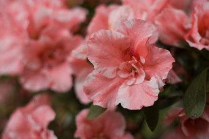 名前の分からぬピンクの花