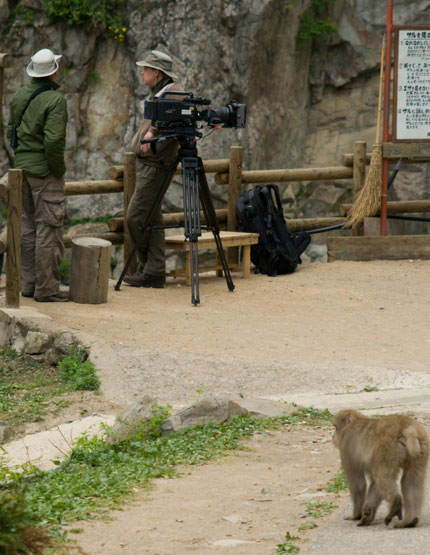 ようやくお猿さんの登場です