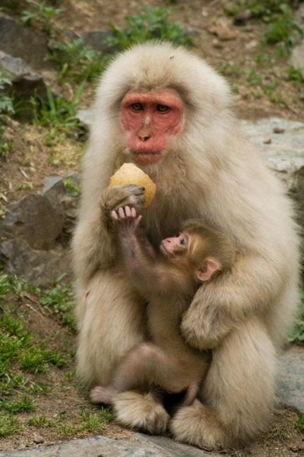 子供はかわいいです