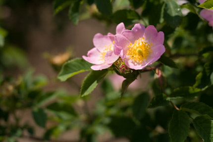 ミニバラか野薔薇