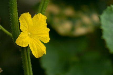 キュウリの花