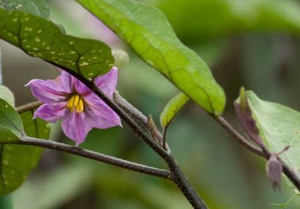 ナスの花