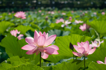 高田公園の蓮