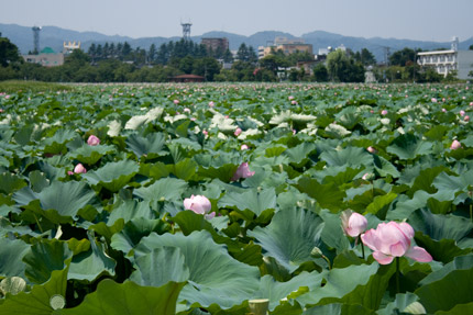 新潟県上越市高田公園の蓮