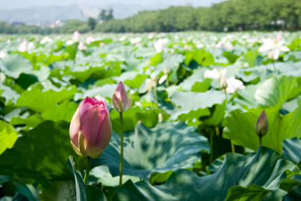 ハスの花が沢山