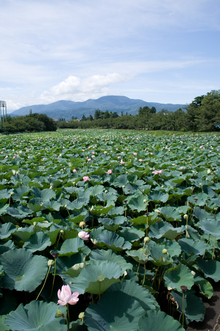 新潟県上越市高田公園の蓮の花