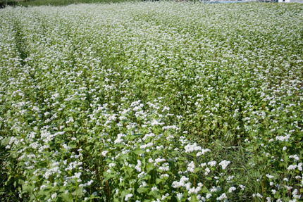 蕎麦の花