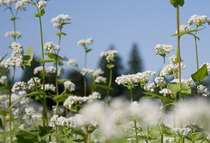 そばの花