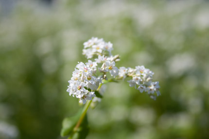 ソバの花