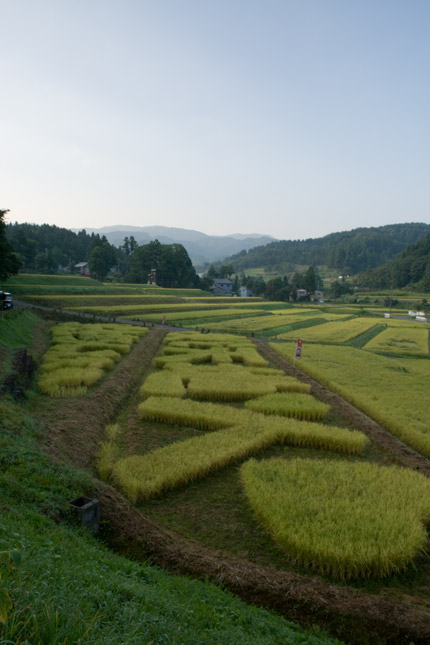 田んぼアート・稲文字