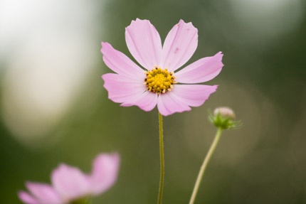 ピンクの秋桜