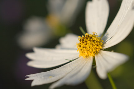 白い秋桜