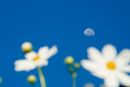 月と秋桜