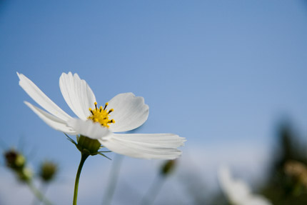 秋桜（コスモス）