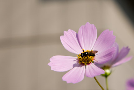 秋桜