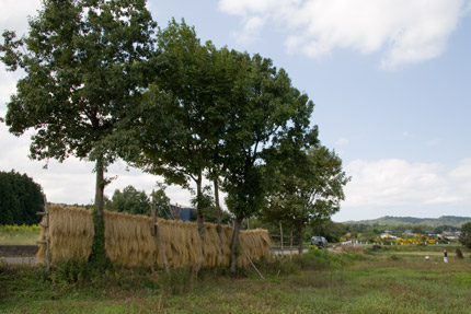 はさ木に稲を干した風景