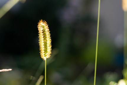 狗尾草（えのころぐさ）