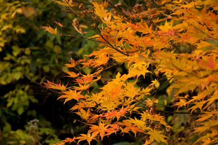 紅葉真っ盛り