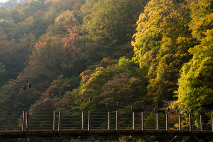 吊り橋と紅葉