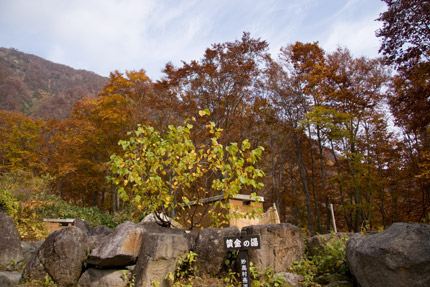 黄金の湯