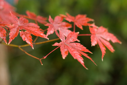 緑に浮かぶ紅葉