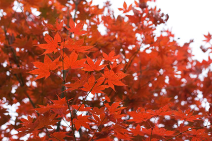 明るい赤の紅葉を埋もれさせて